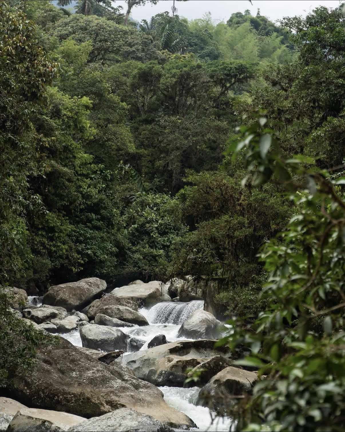 The river runs over boulders beneath dense cloud forest