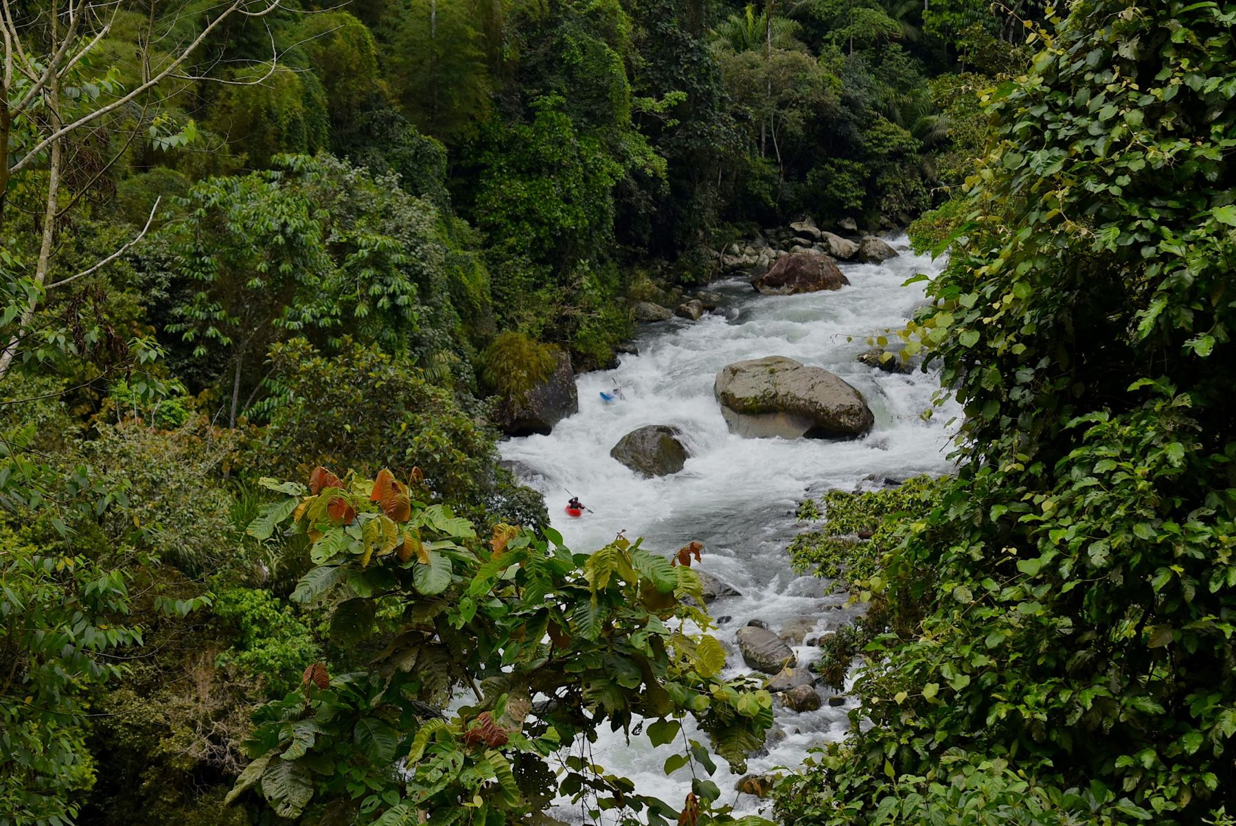 From high above, a red and a blue kayak run a long rapid through dense forest